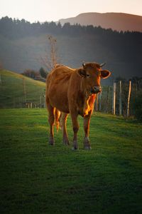 Cows grazing on field