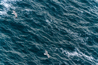 High angle view of seagulls flying over sea