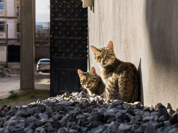 Portrait of cat sitting outdoors