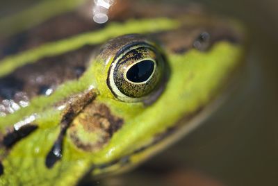 Close-up of frog