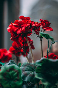 Close-up of red flowers