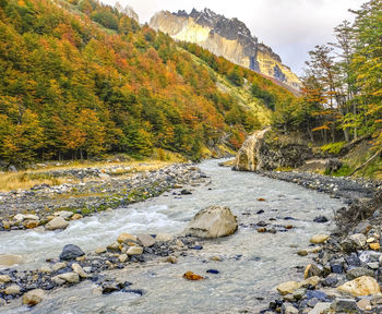 Scenic view of stream amidst trees during autumn