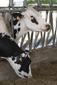 Cow on field