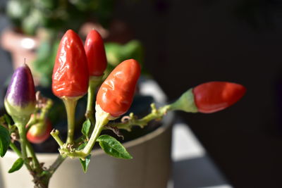 Close-up of red chili peppers on plant