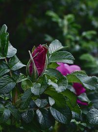 Close-up of pink flower