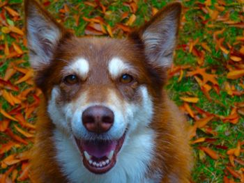 Portrait of a dog