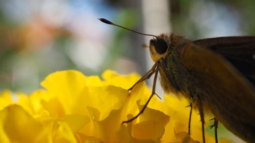 Close-up of insect perching on yellow flower