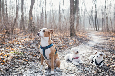 Portrait of dogs standing in forest