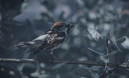 Close-up of bird perching on branch