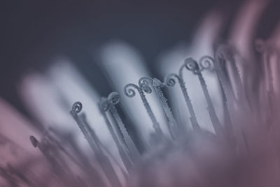 Dandelion stamens close-up