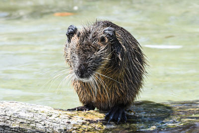 Close-up of an animal