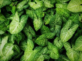 Full frame shot of green leaves