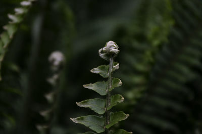 Close-up of plant