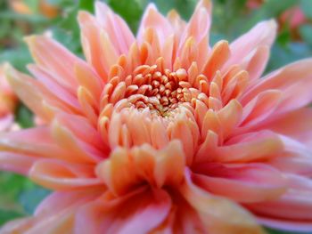 Close-up of flowers