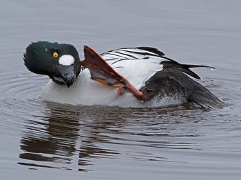 Close-up of duck swimming in lake