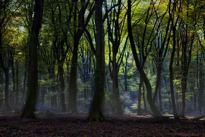 Sunlight streaming through trees in forest