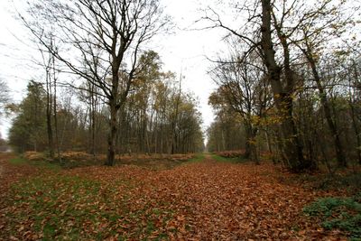 Road passing through forest