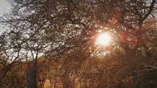 Low angle view of bare trees against sky