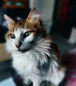 Close-up portrait of cat sitting