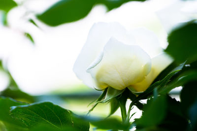 Close-up of white flowering plant