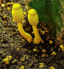 Close-up of wild flowers growing on field