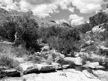 Trees and rocks in forest against sky