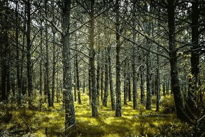 Trees in forest