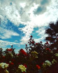 Low angle view of flowering plants against sky