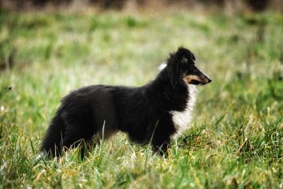 Dog standing on grassy field