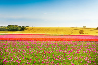 Scenic view of pink flowering field against sky