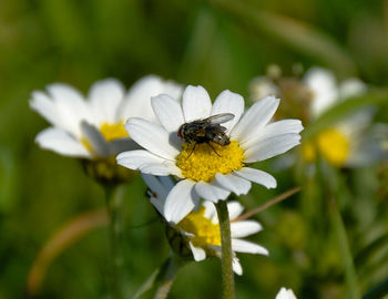 Close-up of fly on daisy flower