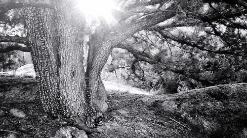 Sun shining through trees