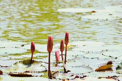 Close-up of water lily in lake