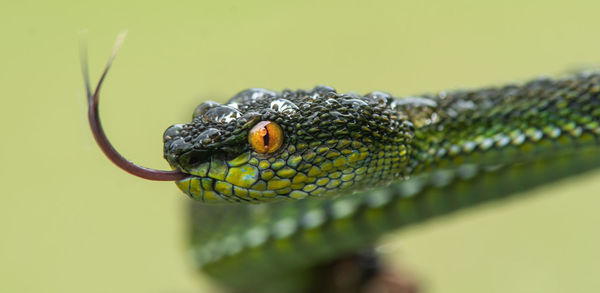 Close-up of green viper snake