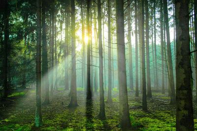 Sun shining through trees