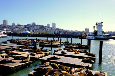 Boats moored at harbor