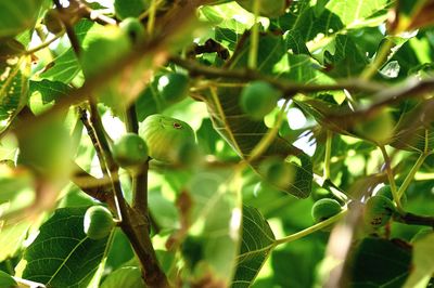 Close-up of leaves on tree