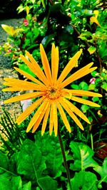 Close-up of yellow flowers