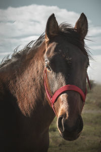 Close-up of horse in ranch