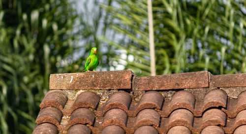 Close-up of bird perching on roof