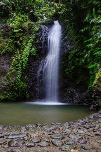 Scenic view of waterfall in forest