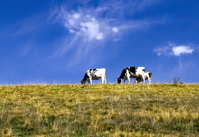 View of cows on field against sky