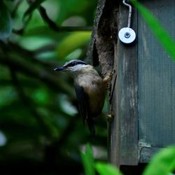 Close-up of bird perching on branch