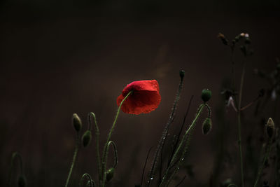 Wild poppy growing, last one standing