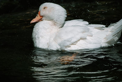 Swan swimming in lake