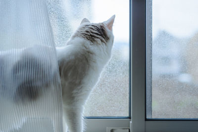 Close-up of cat looking through window