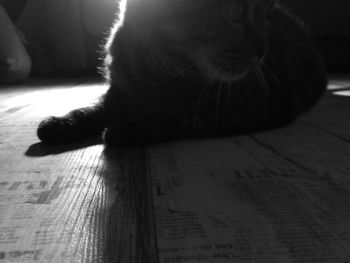 Close-up of cat sitting on floor