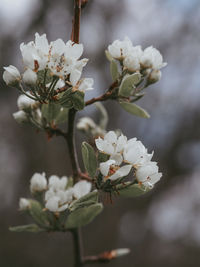 Close-up of white cherry blossom tree