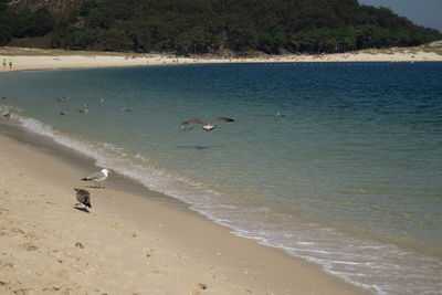 Seagulls flying over beach