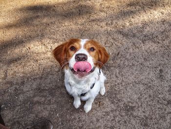 High angle portrait of dog sitting outdoors